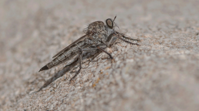 <i class='fa fa-user'></i> Johan van Gurp | Gewone Roofvlieg  <i class='fa fa-eye'> 27</i>   <i class='fa fa-comment-o'> 0</i>