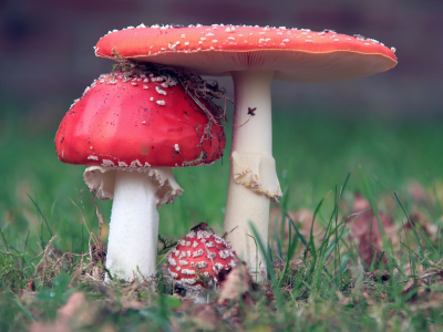 <i class='fa fa-user'></i>&nbsp;Tineke Strijbosch&nbsp;|  Vliegenzwam&nbsp; <i class='fa fa-eye'>&nbsp;56</i> &nbsp;<i class='fa fa-thumbs-up'>&nbsp;3</i> &nbsp; <i class='fa fa-comment-o'>&nbsp;5</i>