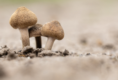 <i class='fa fa-user'></i>&nbsp;Pieter  LJ&nbsp;|  Zandpadvezelkop&nbsp; <i class='fa fa-eye'>&nbsp;50</i> &nbsp;<i class='fa fa-thumbs-up'>&nbsp;1</i> &nbsp; <i class='fa fa-comment-o'>&nbsp;2</i>