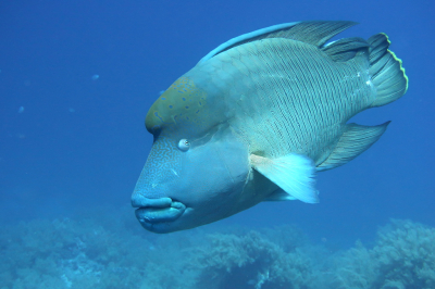 <i class='fa fa-user'></i> Vincent Rijnbende | Napoleonvis  <i class='fa fa-eye'> 60</i>  <i class='fa fa-thumbs-up'> 7</i>   <i class='fa fa-comment-o'> 5</i>