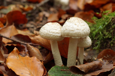 <i class='fa fa-user'></i>&nbsp;Jelle Bakker&nbsp;|  Geelvoetfranjehoed&nbsp; <i class='fa fa-eye'>&nbsp;47</i> &nbsp; <i class='fa fa-comment-o'>&nbsp;1</i>