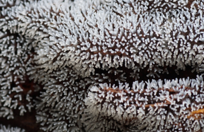 <i class='fa fa-user'></i>&nbsp;Jelle Bakker&nbsp;|  Gewoon IJsvingertje&nbsp; <i class='fa fa-eye'>&nbsp;60</i> &nbsp; <i class='fa fa-comment-o'>&nbsp;2</i>