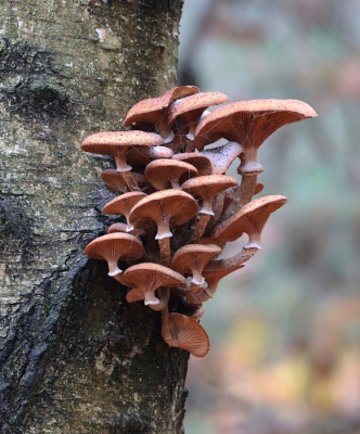 <i class='fa fa-user'></i>&nbsp;Leo Tukker&nbsp;|  Sombere Honingzwam&nbsp; <i class='fa fa-eye'>&nbsp;37</i> &nbsp;<i class='fa fa-thumbs-up'>&nbsp;1</i> &nbsp; <i class='fa fa-comment-o'>&nbsp;0</i>