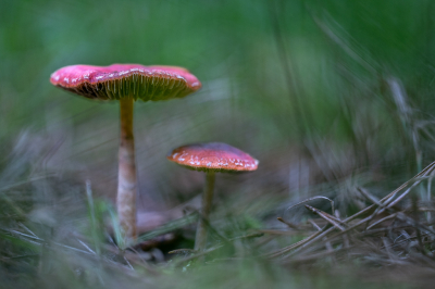 <i class='fa fa-user'></i>&nbsp;Pieter  LJ&nbsp;|  Oranjerode Stropharia&nbsp; <i class='fa fa-eye'>&nbsp;56</i> &nbsp;<i class='fa fa-thumbs-up'>&nbsp;1</i> &nbsp; <i class='fa fa-comment-o'>&nbsp;2</i>