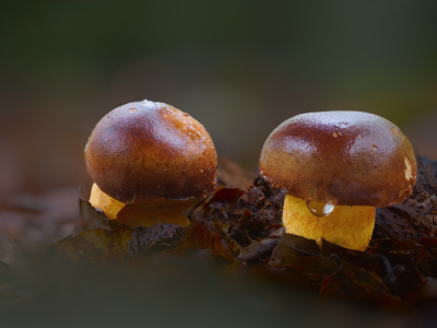 <i class='fa fa-user'></i>&nbsp;janvangastel&nbsp;|  Kastanjeboleet&nbsp; <i class='fa fa-eye'>&nbsp;61</i> &nbsp;<i class='fa fa-thumbs-up'>&nbsp;5</i> &nbsp; <i class='fa fa-comment-o'>&nbsp;6</i>