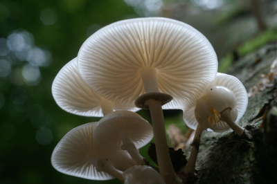 <i class='fa fa-user'></i>&nbsp;Jasper&nbsp;|  Porseleinzwam&nbsp; <i class='fa fa-eye'>&nbsp;69</i> &nbsp;<i class='fa fa-thumbs-up'>&nbsp;8</i> &nbsp; <i class='fa fa-comment-o'>&nbsp;4</i>