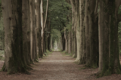 Nature picture: 3.  / Oude Beuken op Landgoed Dorth