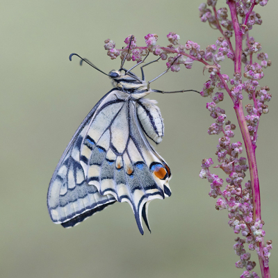 <i class='fa fa-user'></i> Tom | Koninginnenpage  <i class='fa fa-eye'> 69</i>  <i class='fa fa-thumbs-up'> 10</i>   <i class='fa fa-comment-o'> 2</i>