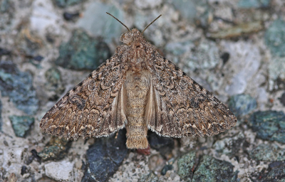 <i class='fa fa-user'></i> Cor | Spurrie-uil  <i class='fa fa-eye'> 69</i>  <i class='fa fa-thumbs-up'> 8</i>   <i class='fa fa-comment-o'> 9</i>