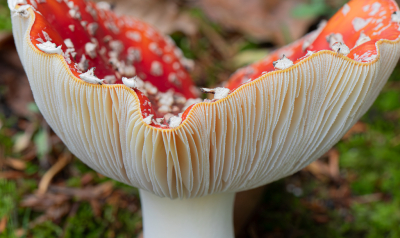 <i class='fa fa-user'></i>&nbsp;Marie-Jos� Boon&nbsp;|  Vliegenzwam&nbsp; <i class='fa fa-eye'>&nbsp;51</i> &nbsp; <i class='fa fa-comment-o'>&nbsp;3</i>