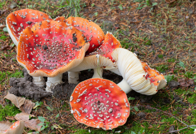 <i class='fa fa-user'></i>&nbsp;Marie-Jos� Boon&nbsp;|  Vliegenzwam&nbsp; <i class='fa fa-eye'>&nbsp;65</i> &nbsp; <i class='fa fa-comment-o'>&nbsp;6</i>