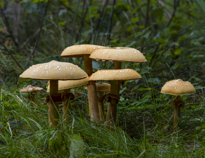 <i class='fa fa-user'></i>&nbsp;Martin Verbeeten&nbsp;|  Goudhoed&nbsp; <i class='fa fa-eye'>&nbsp;56</i> &nbsp; <i class='fa fa-comment-o'>&nbsp;4</i>