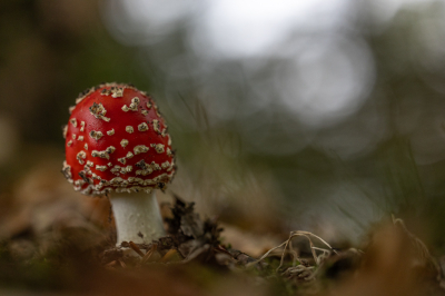 <i class='fa fa-user'></i>&nbsp;Pieter  LJ&nbsp;|  Vliegenzwam&nbsp; <i class='fa fa-eye'>&nbsp;74</i> &nbsp;<i class='fa fa-thumbs-up'>&nbsp;9</i> &nbsp; <i class='fa fa-comment-o'>&nbsp;7</i>