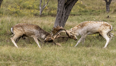 <i class='fa fa-user'></i> David | Damhert  <i class='fa fa-eye'> 64</i>  <i class='fa fa-thumbs-up'> 3</i>   <i class='fa fa-comment-o'> 5</i>