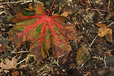 <i class='fa fa-user'></i> frbeuming | Esdoornblad  <i class='fa fa-eye'> 44</i>   <i class='fa fa-comment-o'> 0</i>