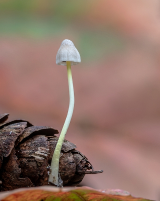 <i class='fa fa-user'></i>&nbsp;Johan van Gurp&nbsp;|  Dennenkleefsteelmycena&nbsp; <i class='fa fa-eye'>&nbsp;50</i> &nbsp;<i class='fa fa-thumbs-up'>&nbsp;1</i> &nbsp; <i class='fa fa-comment-o'>&nbsp;2</i>