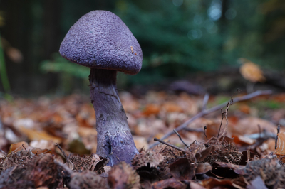 <i class='fa fa-user'></i>&nbsp;nelappelmelk&nbsp;|  Violette Gordijnzwam&nbsp; <i class='fa fa-eye'>&nbsp;71</i> &nbsp; <i class='fa fa-comment-o'>&nbsp;5</i>