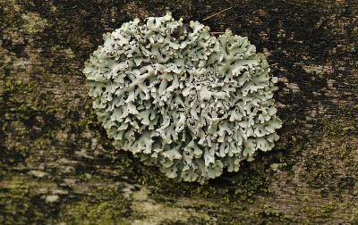 <i class='fa fa-user'></i> frbeuming | Gewoon Schorsmos  <i class='fa fa-eye'> 40</i>  <i class='fa fa-thumbs-up'> 2</i>   <i class='fa fa-comment-o'> 3</i>