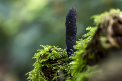 <i class='fa fa-user'></i>&nbsp;Martin Verbeeten&nbsp;|  Houtknotszwam&nbsp; <i class='fa fa-eye'>&nbsp;54</i> &nbsp; <i class='fa fa-comment-o'>&nbsp;3</i>