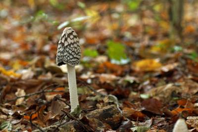 <i class='fa fa-user'></i>&nbsp;Jelle Bakker&nbsp;|  Spechtinktzwam&nbsp; <i class='fa fa-eye'>&nbsp;48</i> &nbsp;<i class='fa fa-thumbs-up'>&nbsp;1</i> &nbsp; <i class='fa fa-comment-o'>&nbsp;2</i>