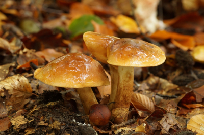 <i class='fa fa-user'></i>&nbsp;Jelle Bakker&nbsp;|  Beukenridderzwam&nbsp; <i class='fa fa-eye'>&nbsp;35</i> &nbsp; <i class='fa fa-comment-o'>&nbsp;1</i>