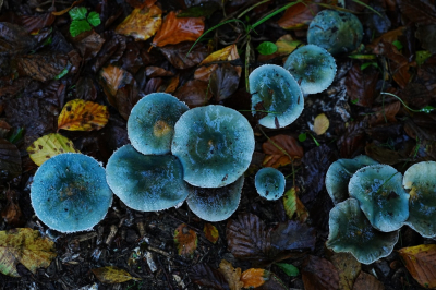 <i class='fa fa-user'></i>&nbsp;hesterb&nbsp;|  Echte Kopergroenzwam&nbsp; <i class='fa fa-eye'>&nbsp;62</i> &nbsp;<i class='fa fa-thumbs-up'>&nbsp;1</i> &nbsp; <i class='fa fa-comment-o'>&nbsp;3</i>