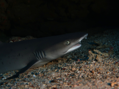 <i class='fa fa-user'></i> Vincent Rijnbende | Witpuntrifhaai  <i class='fa fa-eye'> 52</i>  <i class='fa fa-thumbs-up'> 1</i>   <i class='fa fa-comment-o'> 2</i>