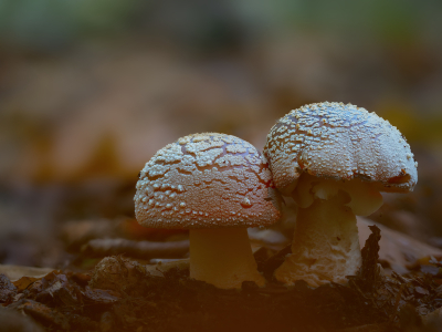 <i class='fa fa-user'></i>&nbsp;janvangastel&nbsp;|  Panteramaniet&nbsp; <i class='fa fa-eye'>&nbsp;64</i> &nbsp;<i class='fa fa-thumbs-up'>&nbsp;7</i> &nbsp; <i class='fa fa-comment-o'>&nbsp;4</i>