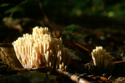 <i class='fa fa-user'></i>&nbsp;Jasper&nbsp;|  Rechte Koraalzwam&nbsp; <i class='fa fa-eye'>&nbsp;57</i> &nbsp; <i class='fa fa-comment-o'>&nbsp;2</i>