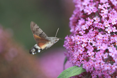 <i class='fa fa-user'></i> Paul Vandebroek | Kolibrievlinder  <i class='fa fa-eye'> 59</i>  <i class='fa fa-thumbs-up'> 5</i>   <i class='fa fa-comment-o'> 5</i>