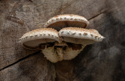 <i class='fa fa-user'></i>&nbsp;Pieter  LJ&nbsp;|  Wollige Bundelzwam&nbsp; <i class='fa fa-eye'>&nbsp;47</i> &nbsp;<i class='fa fa-thumbs-up'>&nbsp;3</i> &nbsp; <i class='fa fa-comment-o'>&nbsp;3</i>