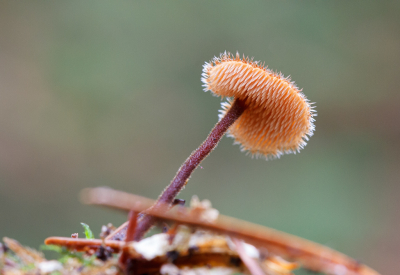 <i class='fa fa-user'></i>&nbsp;Henk Bouter&nbsp;|  Oorlepelzwam&nbsp; <i class='fa fa-eye'>&nbsp;62</i> &nbsp;<i class='fa fa-thumbs-up'>&nbsp;3</i> &nbsp; <i class='fa fa-comment-o'>&nbsp;3</i>