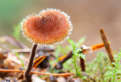 <i class='fa fa-user'></i>&nbsp;Henk Bouter&nbsp;|  Oorlepelzwam&nbsp; <i class='fa fa-eye'>&nbsp;52</i> &nbsp; <i class='fa fa-comment-o'>&nbsp;1</i>