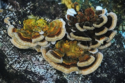 <i class='fa fa-user'></i>&nbsp;hesterb&nbsp;|  Gewoon Elfenbankje&nbsp; <i class='fa fa-eye'>&nbsp;50</i> &nbsp; <i class='fa fa-comment-o'>&nbsp;3</i>