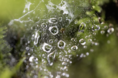 <i class='fa fa-user'></i> David | Druppels op spinrag  <i class='fa fa-eye'> 42</i>   <i class='fa fa-comment-o'> 1</i>