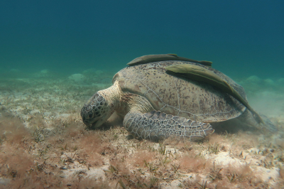 <i class='fa fa-user'></i> Vincent Rijnbende | Groene Zeeschildpad of Soepschildpad  <i class='fa fa-eye'> 61</i>  <i class='fa fa-thumbs-up'> 7</i>   <i class='fa fa-comment-o'> 4</i>