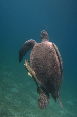 <i class='fa fa-user'></i> Vincent Rijnbende | Groene Zeeschildpad of Soepschildpad  <i class='fa fa-eye'> 53</i>   <i class='fa fa-comment-o'> 0</i>