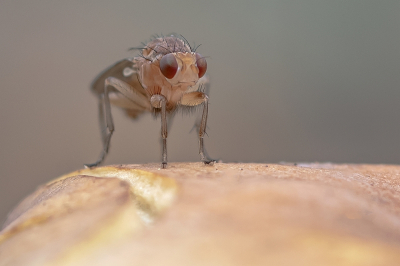 <i class='fa fa-user'></i> Johan van Gurp | Suillia sp.  <i class='fa fa-eye'> 54</i>  <i class='fa fa-thumbs-up'> 3</i>   <i class='fa fa-comment-o'> 2</i>