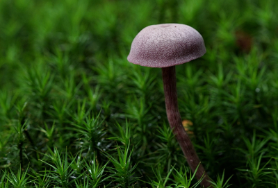 Genomen op een landgoed tussen Zwolle en Dalfsen. Al heel lang niet meer gezien op deze plek maar ze staan er weer. Stond mooi tussen het mos.