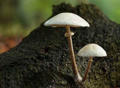Op een nat terrein deze twee nog gave porseleinzwammen gevonden. Verbazend veel paddenstoelen vergeleken met vorig jaar op dezelfde plek.