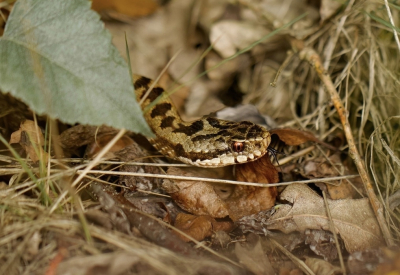 <i class='fa fa-user'></i> jeb | Adder  <i class='fa fa-eye'> 55</i>   <i class='fa fa-comment-o'> 2</i>