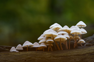 <i class='fa fa-user'></i> janvangastel |  Bundelmycena  <i class='fa fa-eye'> 54</i>  <i class='fa fa-thumbs-up'> 4</i>   <i class='fa fa-comment-o'> 5</i>