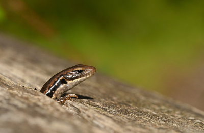 <i class='fa fa-user'></i> Eric Gibcus |  Lampropholis guichenoti  <i class='fa fa-eye'> 64</i>  <i class='fa fa-thumbs-up'> 5</i>   <i class='fa fa-comment-o'> 1</i>