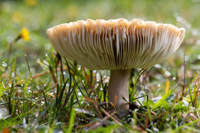 <i class='fa fa-user'></i> JohnSaxofoon |  Scherpe Kamrussula bitter  <i class='fa fa-eye'> 32</i>   <i class='fa fa-comment-o'> 1</i>