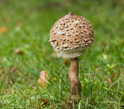 <i class='fa fa-user'></i> JohnSaxofoon |  Grote Parasolzwam  <i class='fa fa-eye'> 36</i>   <i class='fa fa-comment-o'> 2</i>