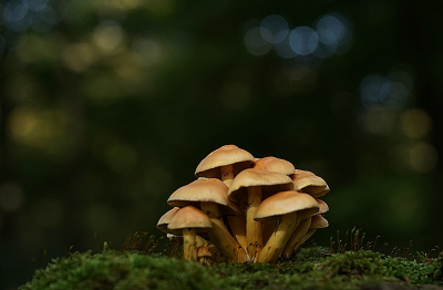 Een groepje zwavelkoppen op een stam in het Zwolse bos op de Veluwe met gratis achtergrond versiering.