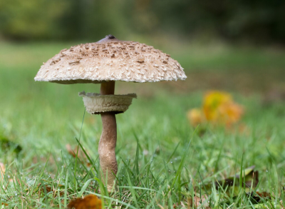 De foto geplaatst op 18-10-2025 was 1 dag eerder genomen van deze Parasolzwam. De verandering in 1 dag is nu mooi te zien.