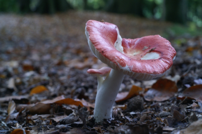 <i class='fa fa-user'></i> Jasper |  Grootsporige Braakrussula  <i class='fa fa-eye'> 24</i>   <i class='fa fa-comment-o'> 0</i>