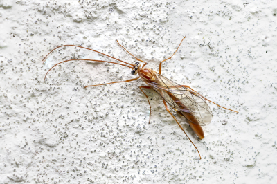 <i class='fa fa-user'></i> Martin Verbeeten |  Ophion obscuratus  <i class='fa fa-eye'> 41</i>   <i class='fa fa-comment-o'> 2</i>
