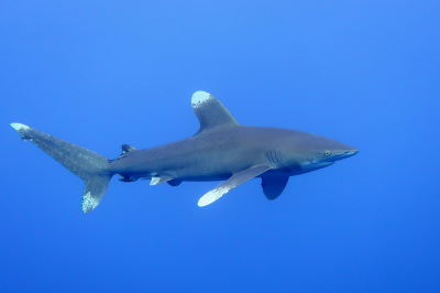 <i class='fa fa-user'></i> Vincent Rijnbende |  Oceanische Witpunthaai  <i class='fa fa-eye'> 70</i>  <i class='fa fa-thumbs-up'> 6</i>   <i class='fa fa-comment-o'> 7</i>